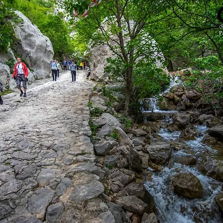 Kiwi-near Paklenica Np *